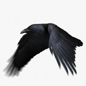 Chihuahuan Raven (Animated)